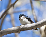 Tree Swallow